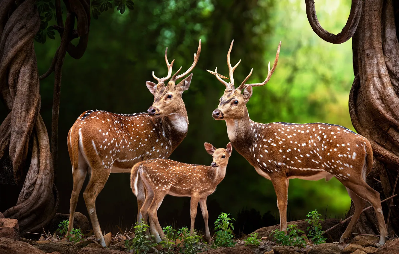 Фото обои животные, деревья, природа, стволы, семья, арт, олени, оленёнок