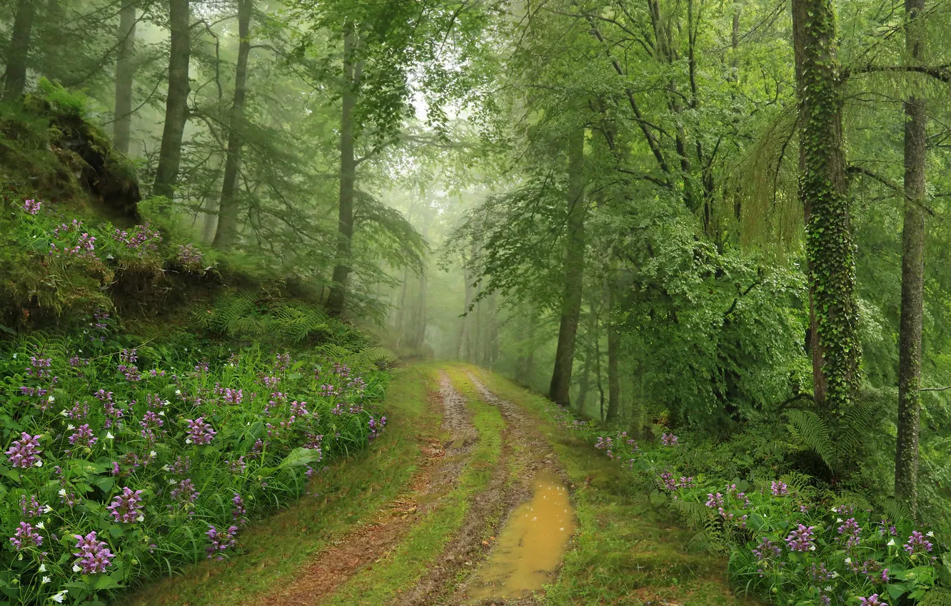 Фото обои зелень, лес, деревья, цветы, природа, весна