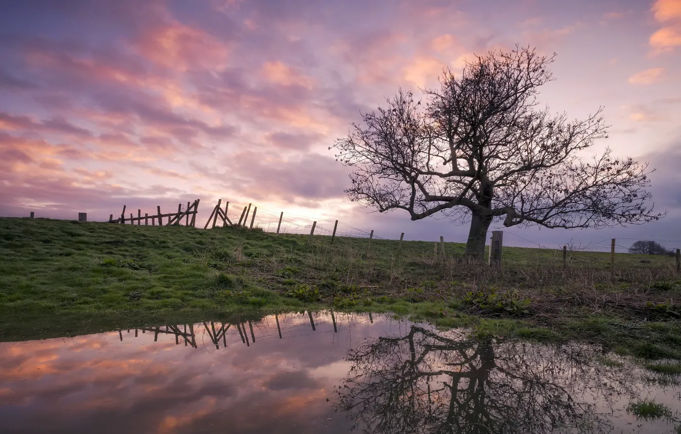 Фото обои закат, пруд, дерево