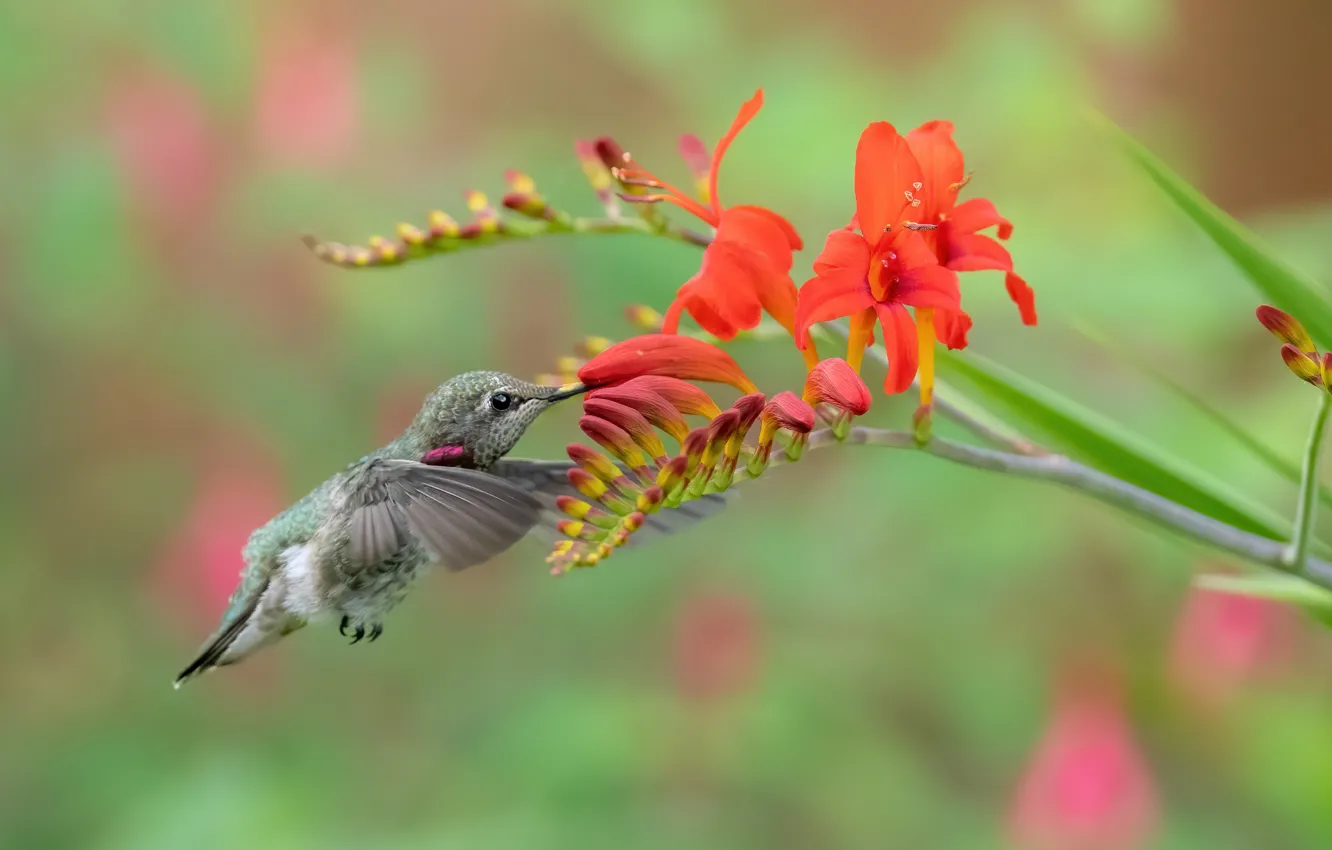 Фото обои лето, цветы, птица, колибри, красные, птичка, трапеза