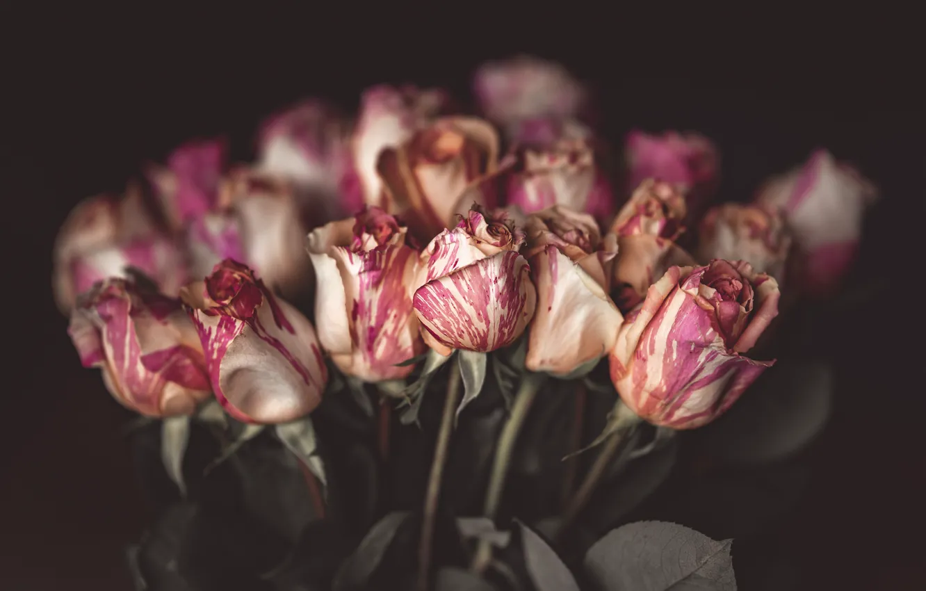 Фото обои цветы, темный фон, розы, букет, розовые, бутоны, боке, размытый фон