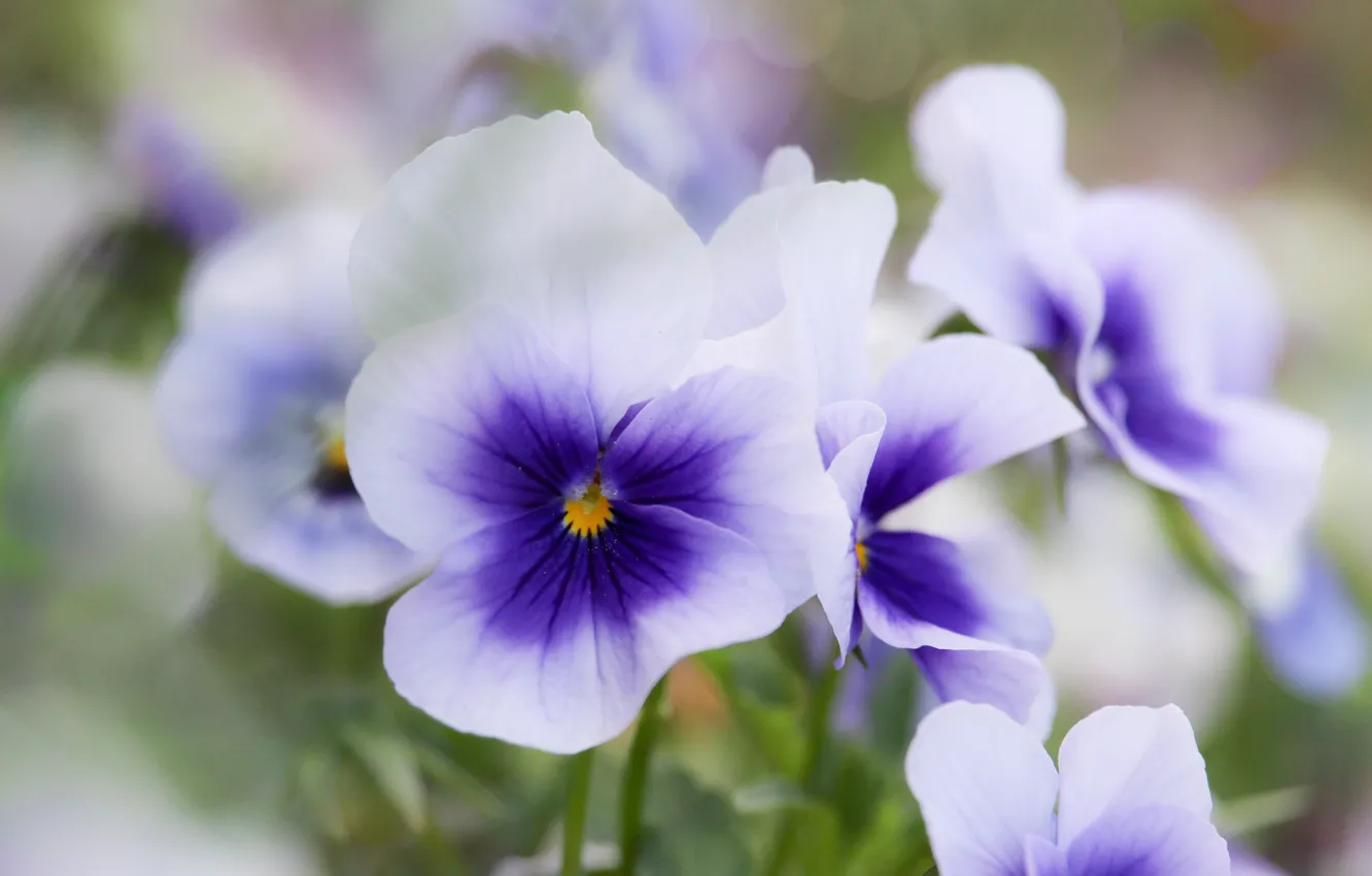 Фото обои макро, весна, анютины глазки, фиалки, виолы, фиолетовые с белым