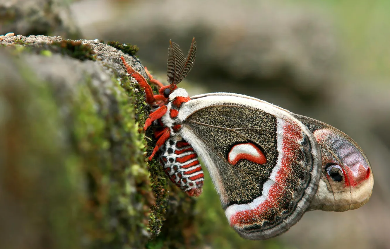 Фото обои бабочка, камень, крылья, мотылек