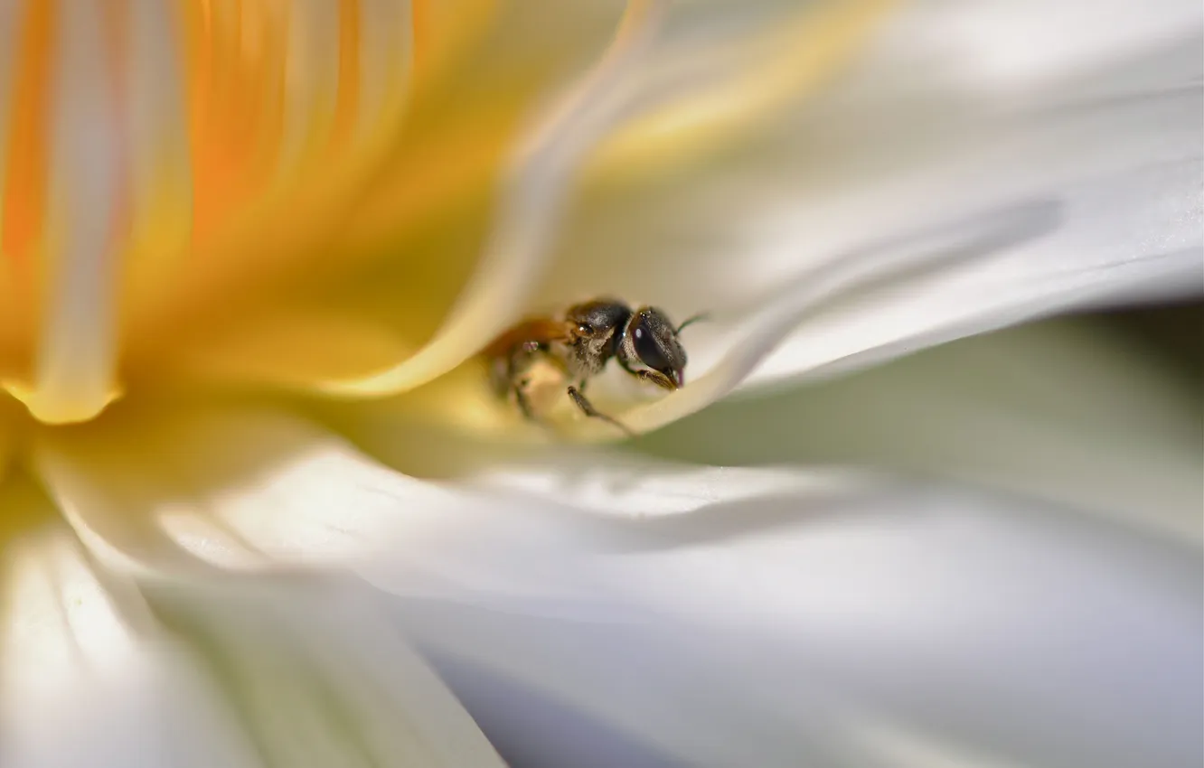 Фото обои белый, цветок, желтый, размытость, насекомое