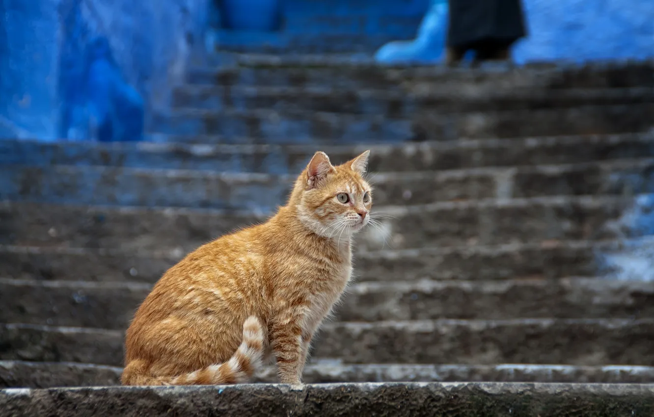 Фото обои кошка, кот, город, рыжий, лестница, ступени