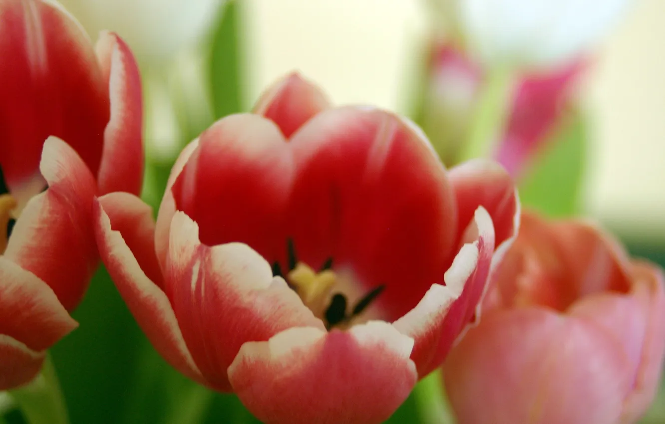 Фото обои макро, природа, тюльпаны