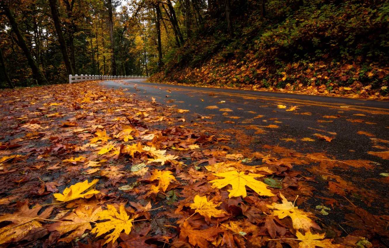 Фото обои дорога, осень, листья