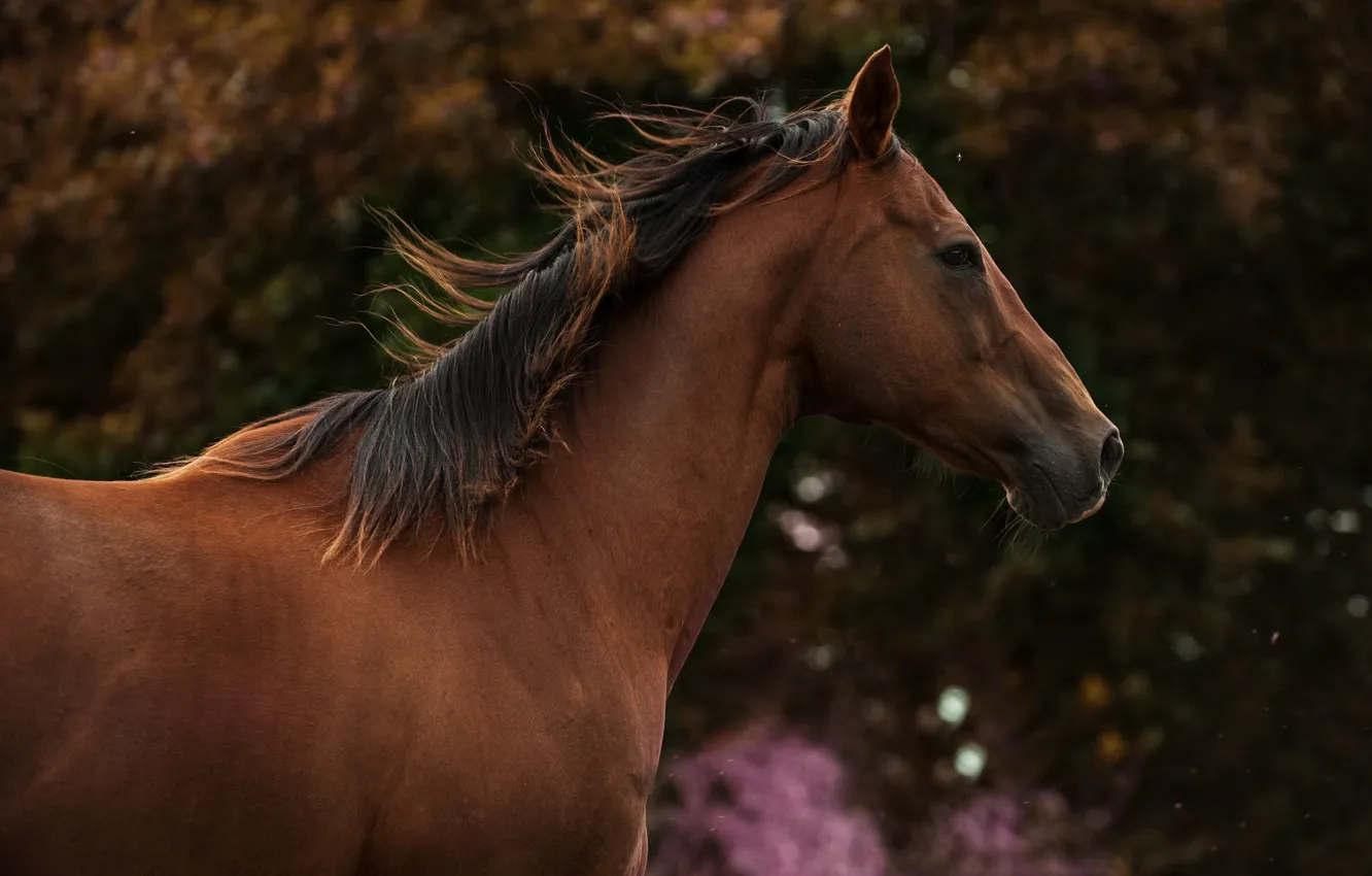 Фото обои конь, лошадь, грива, профиль, гнедой