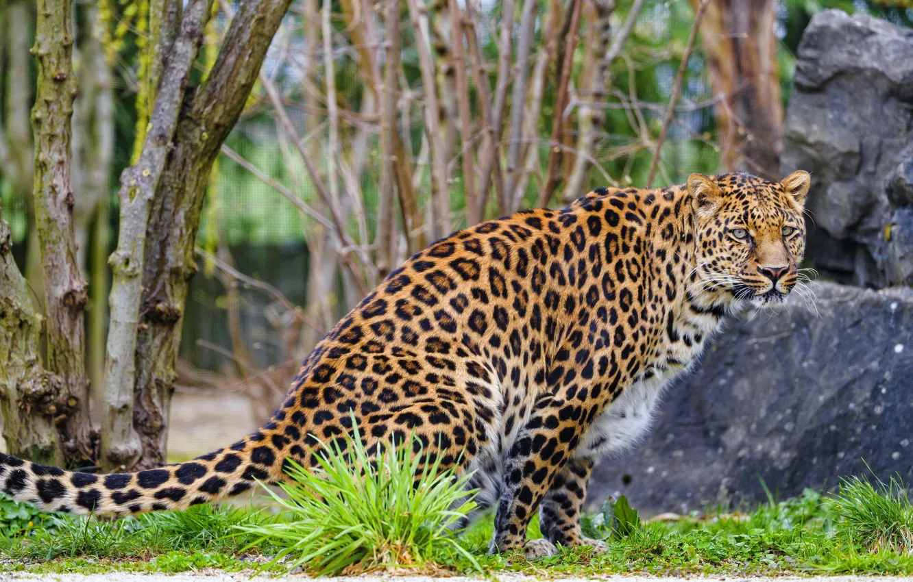 Фото обои ветки, природа, камни, леопард, сидит, зоопарк