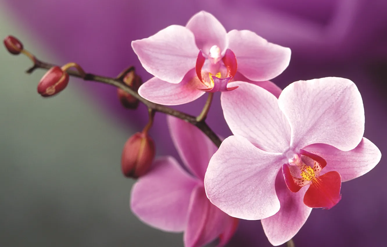 Фото обои цветок, розовый, орхидея