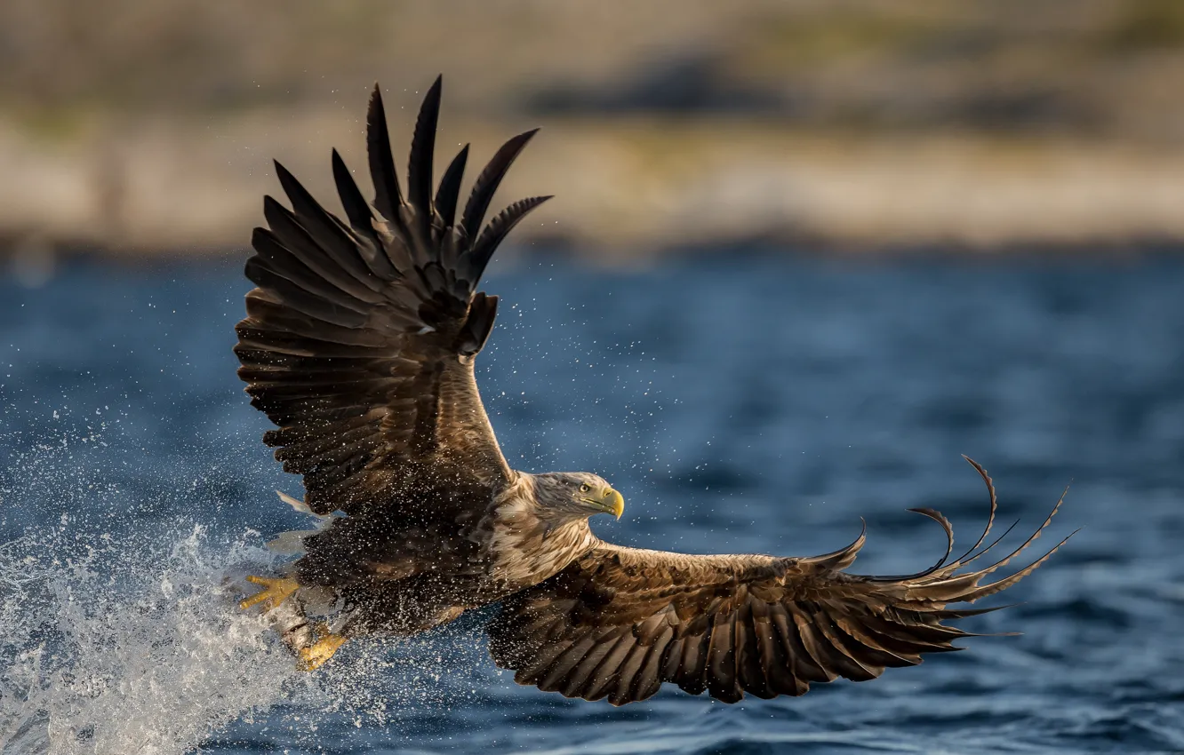Фото обои вода, брызги, птица, крылья, хищник, Орлан-белохвост