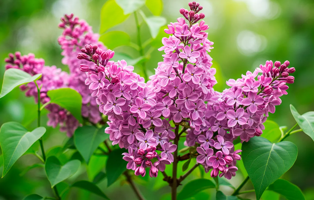 Фото обои цветок, листья, весна, wallpaper, flower, сирень, leaves, spring