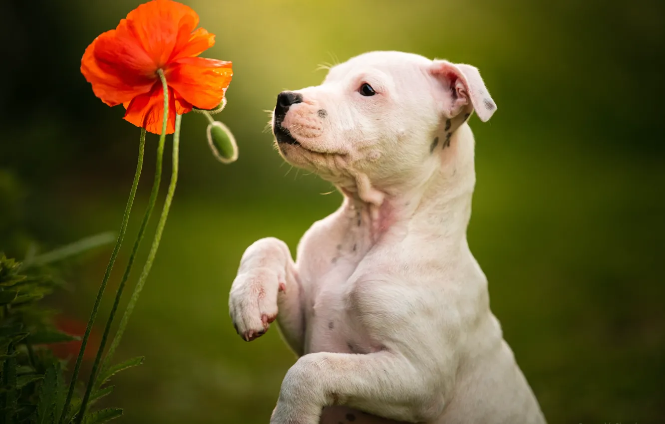 Фото обои цветок, фон, мак, собака, лапы, щенок, стойка, пёсик