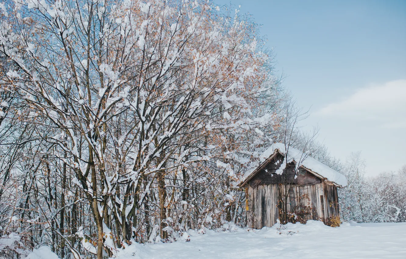 Фото обои зима, снег, деревья, пейзаж, елки, хижина, forest, trees