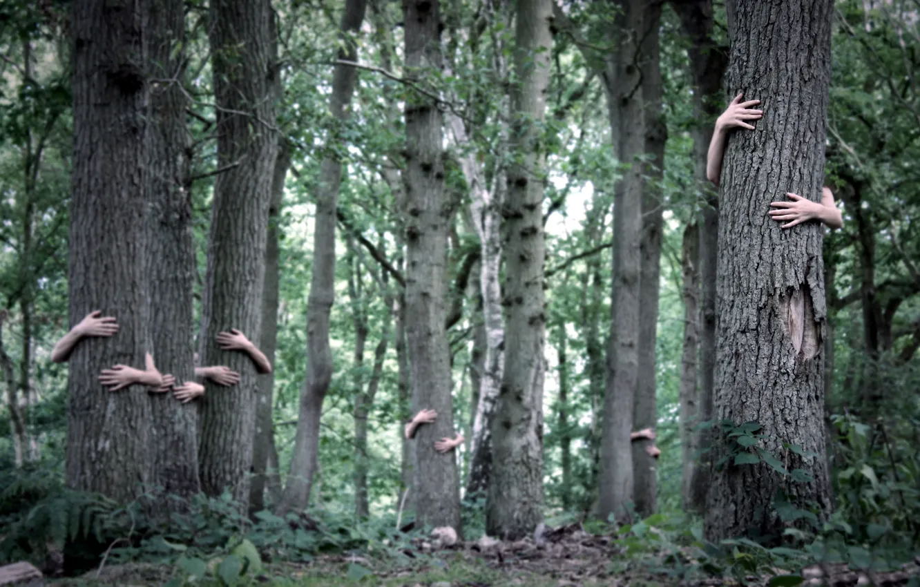 Фото обои лес, деревья, руки