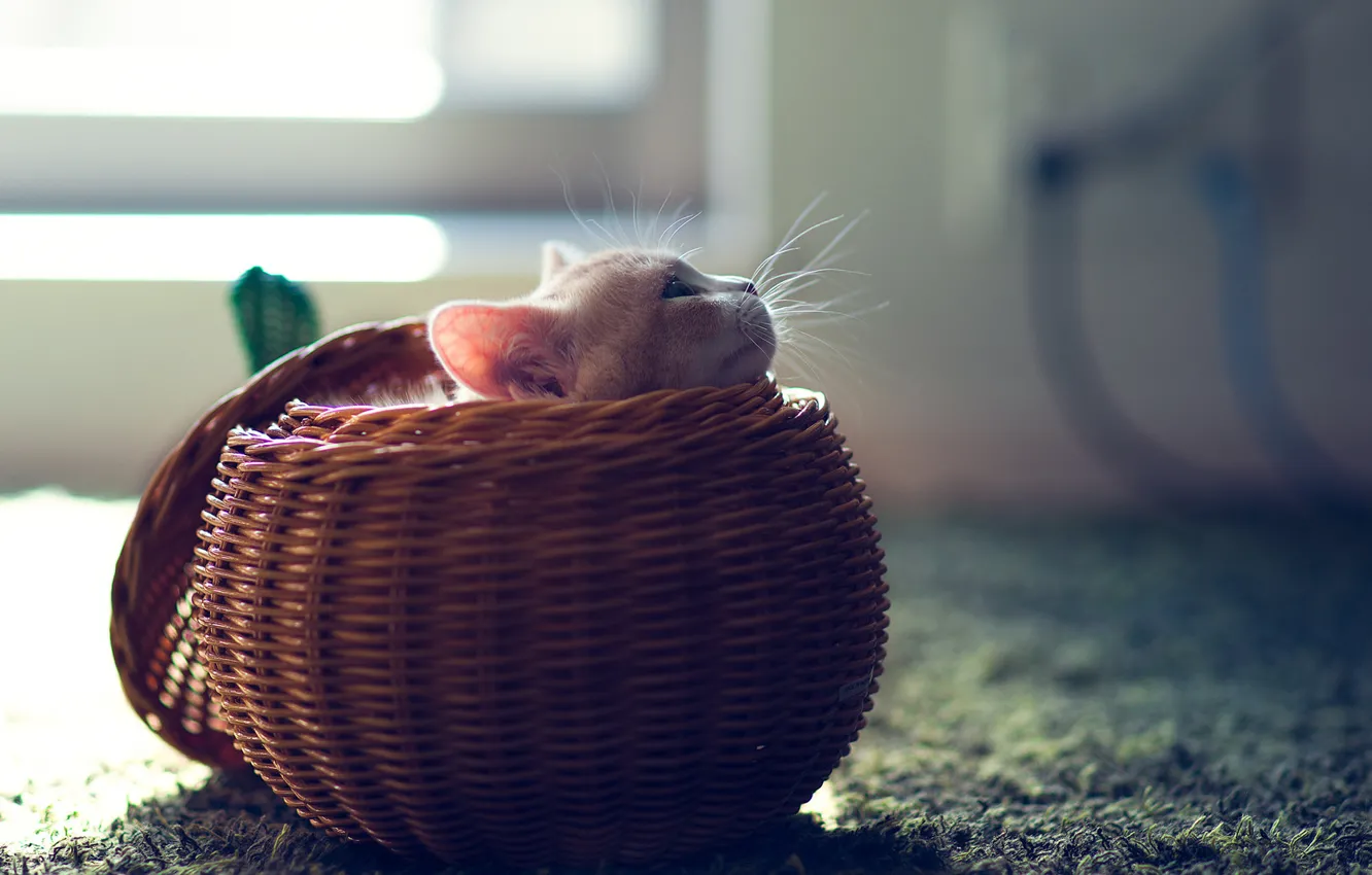 Фото обои кошка, котенок, корзина, шар, сфера, Ben Torode, Hannah