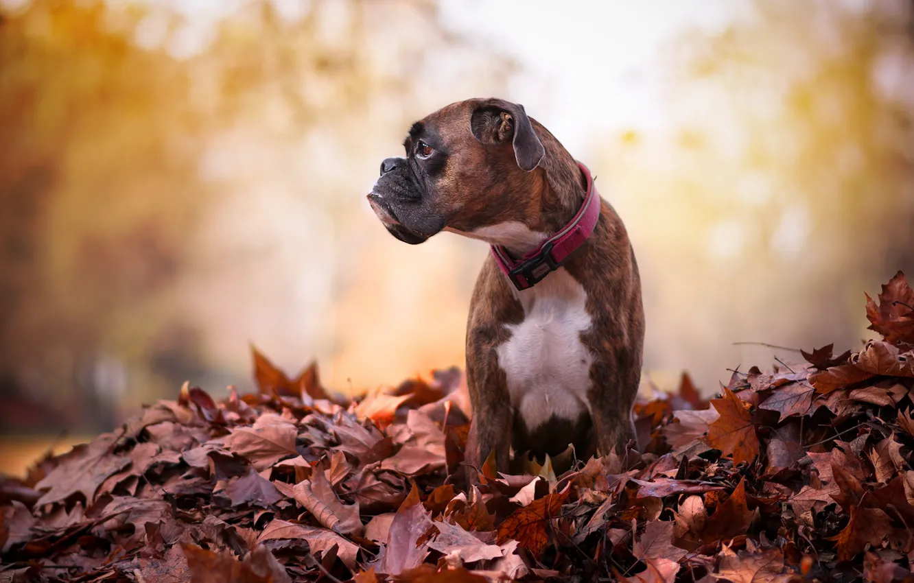 Фото обои осень, листья, собака