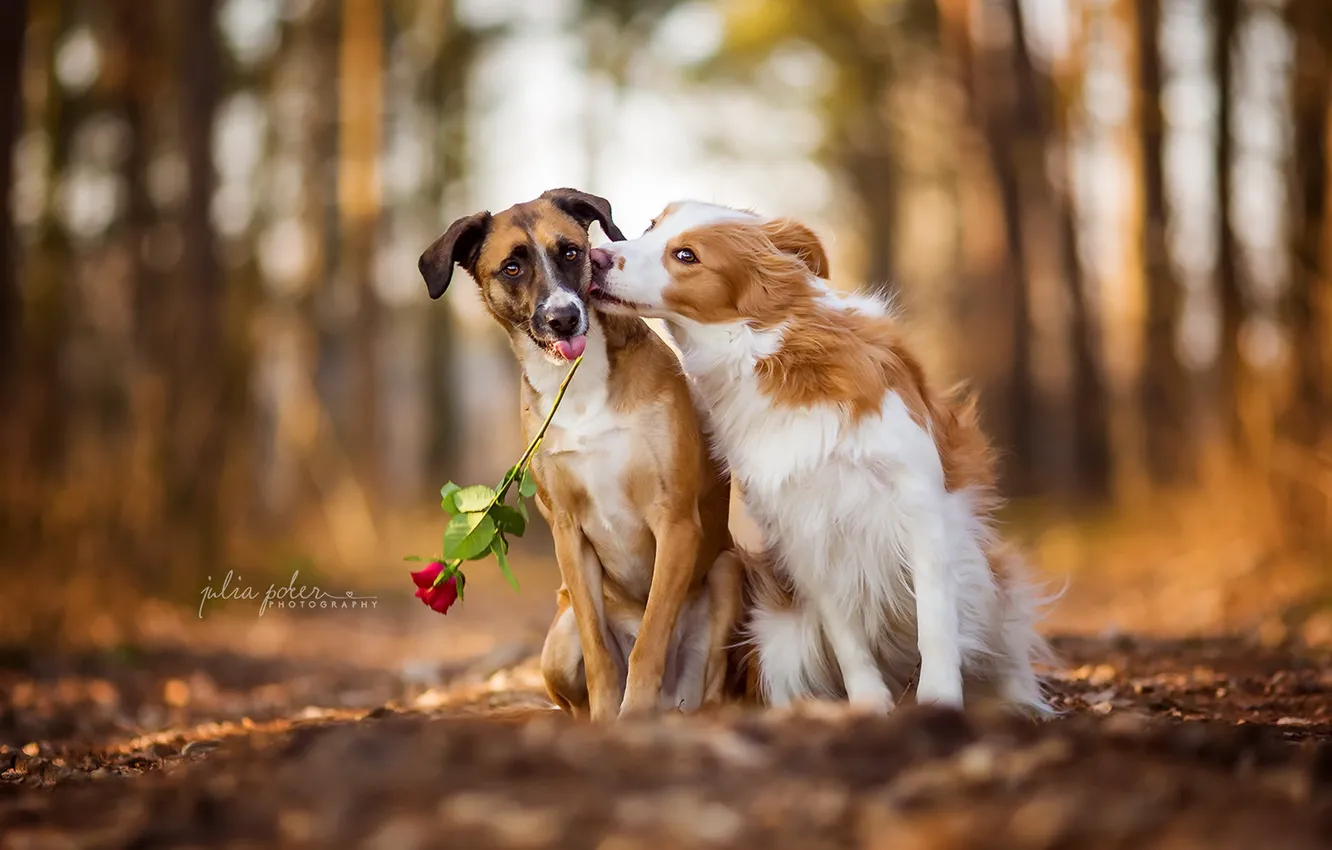 Фото обои собаки, роза, друзья