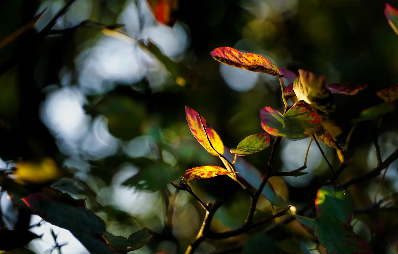 Фото обои осень, листья, цвета, макро, размытие, ветка