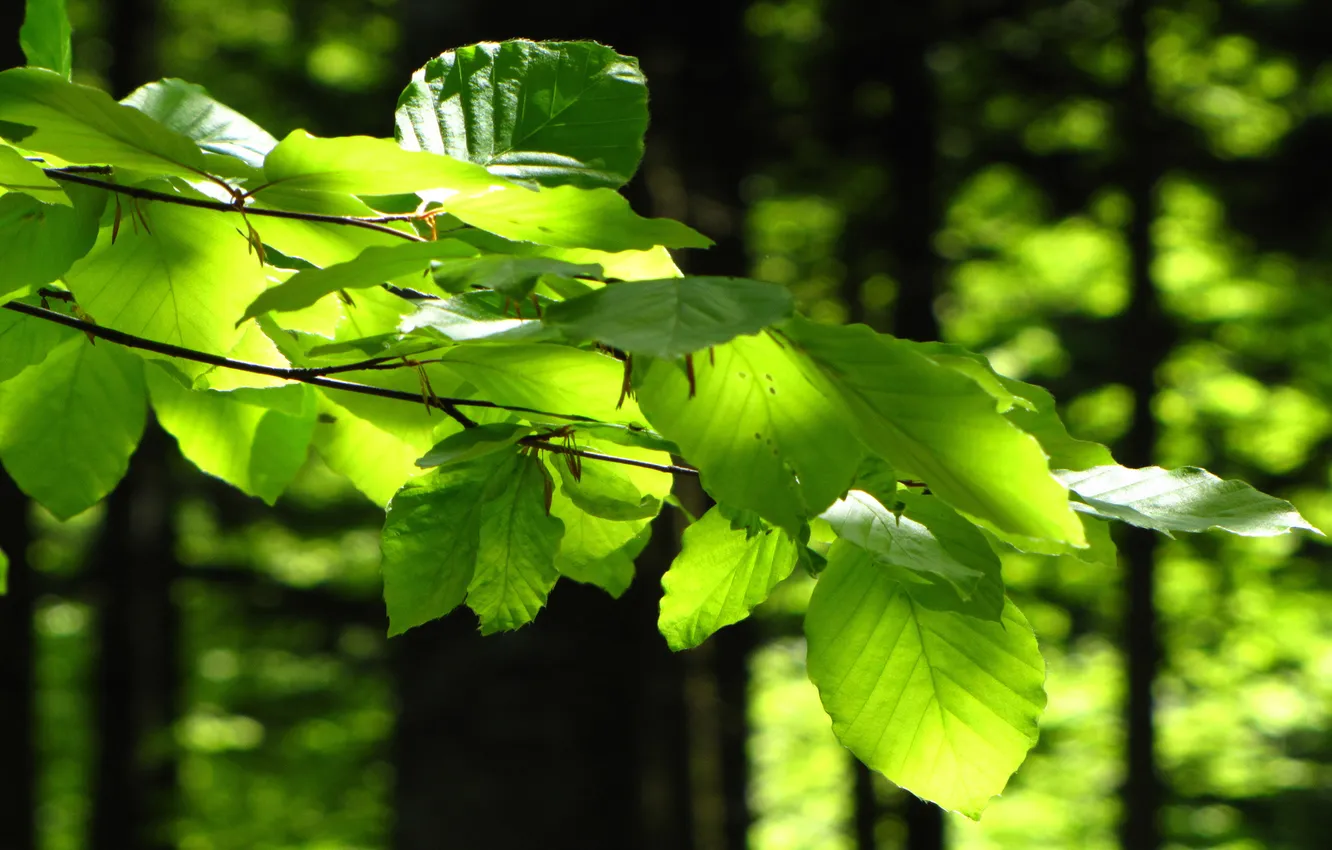 Фото обои зелень, лето, листья, деревья, веточка, день, солнечный свет, в лесу