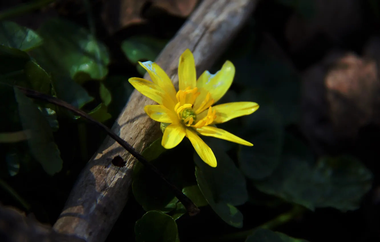 Фото обои цветок, трава, желтый, весна, лепестки, пробуждение