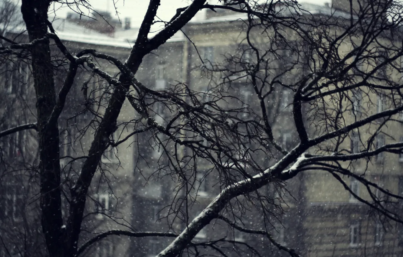 Фото обои холод, зима, снег, Деревья
