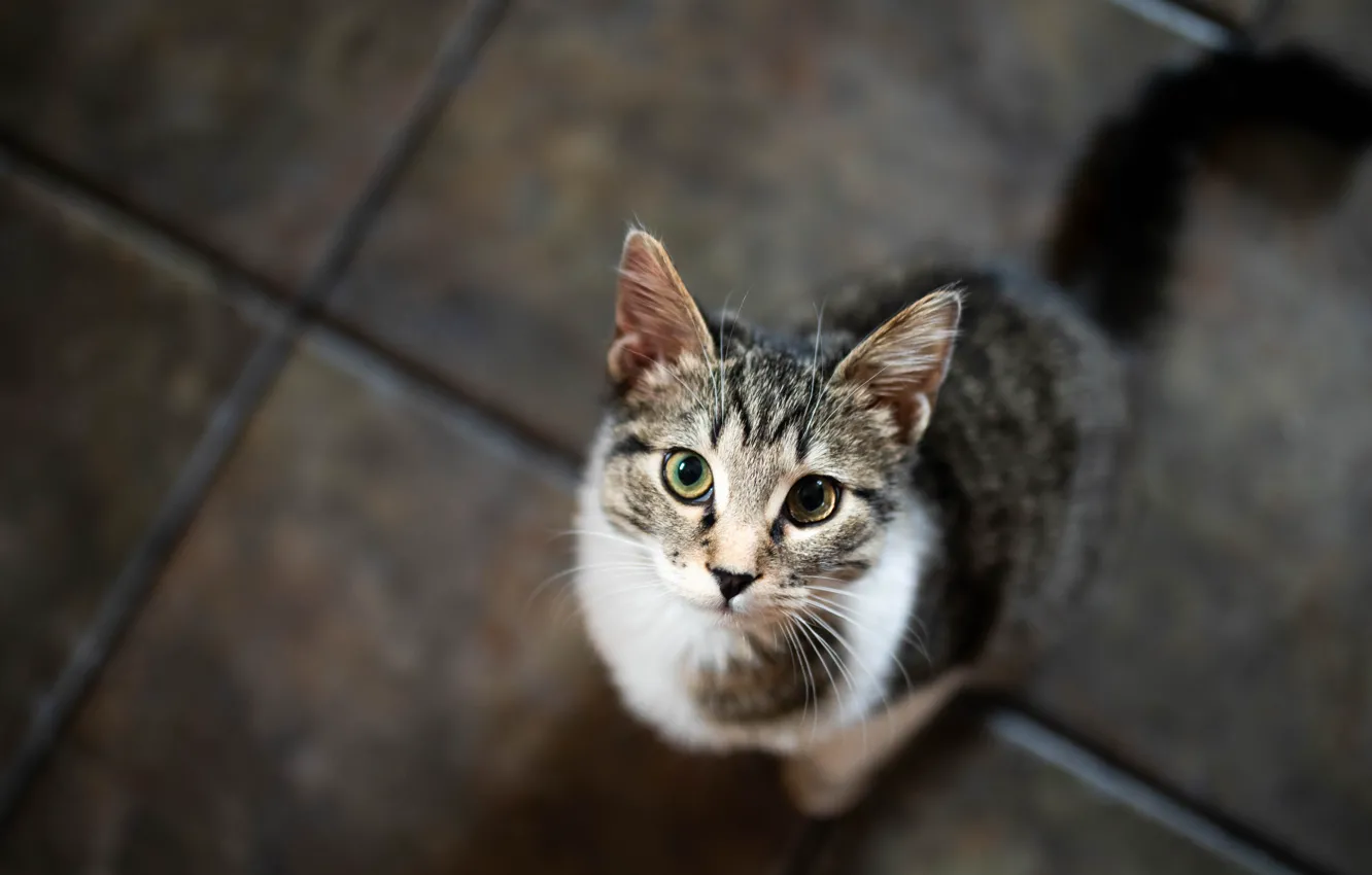 Фото обои кошка, кот, взгляд, поза, мордашка
