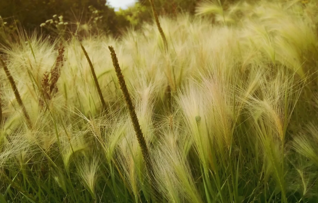 Фото обои трава, природа, парк, ковыль, подорожник