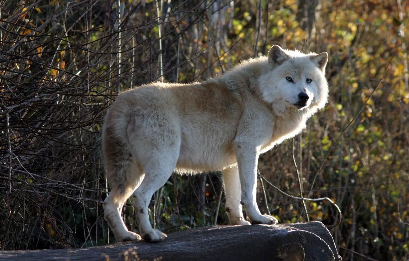 Фото обои Predator, nature, animal, wolf, wildlife, portrait, portrait., Canis lupus. face