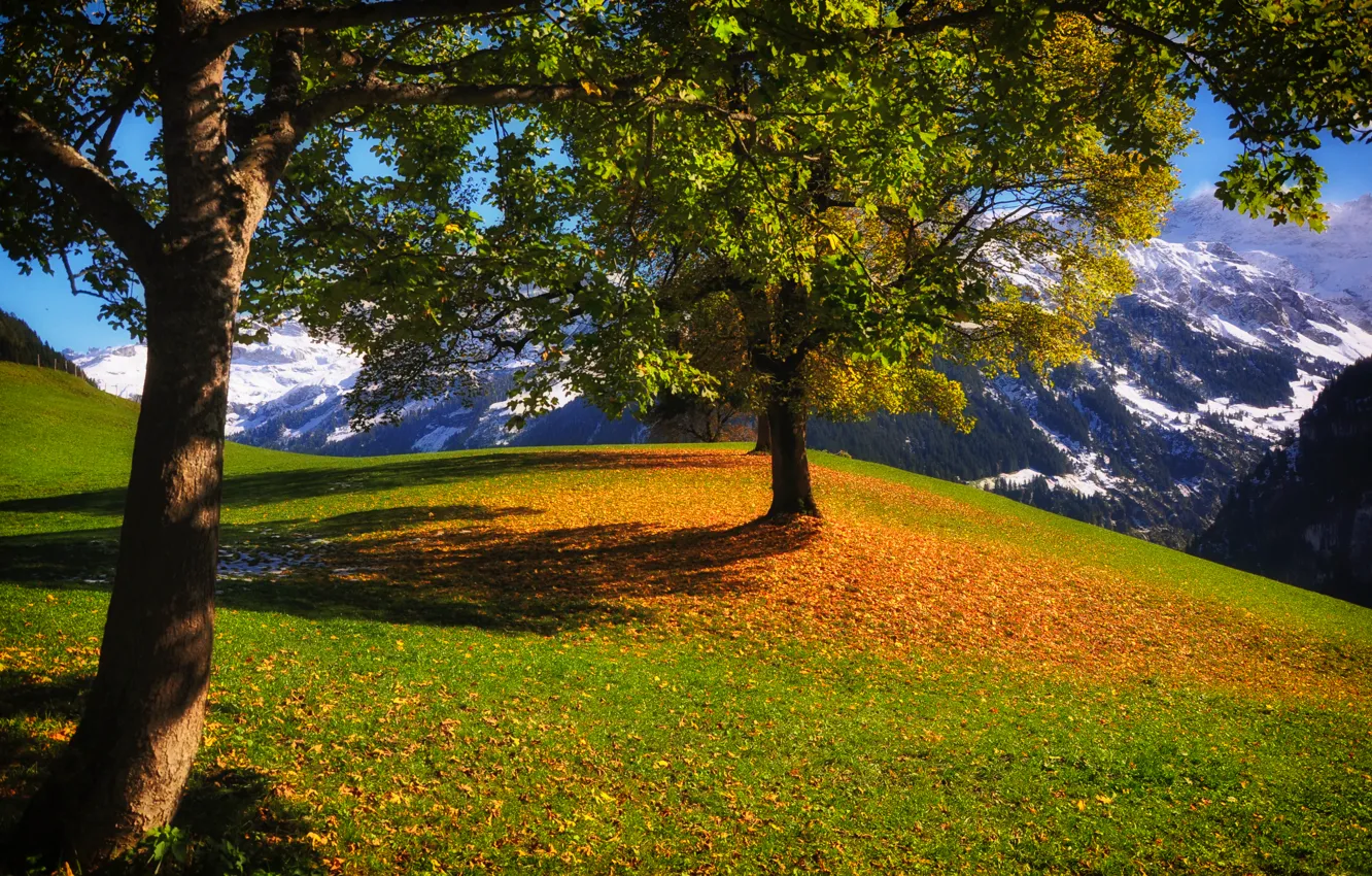 Фото обои осень, трава, деревья, горы, листва