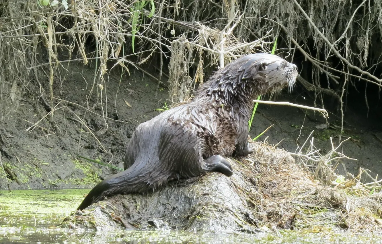 Фото обои animal, wildlife, otter