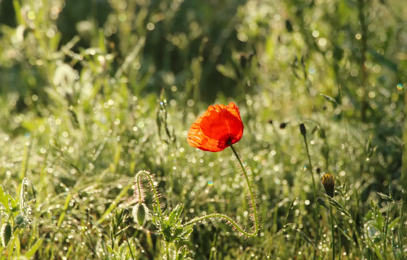 Фото обои red, poppy, blooming