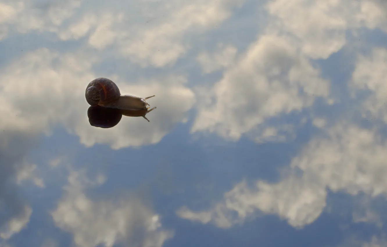 Фото обои sky, water, clouds, reflection, shell, mirror, snail