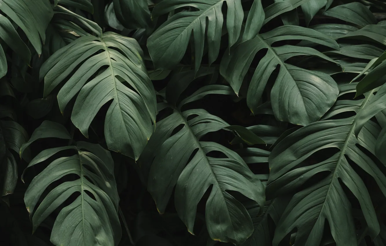 Фото обои зелень, листья, природа, фон