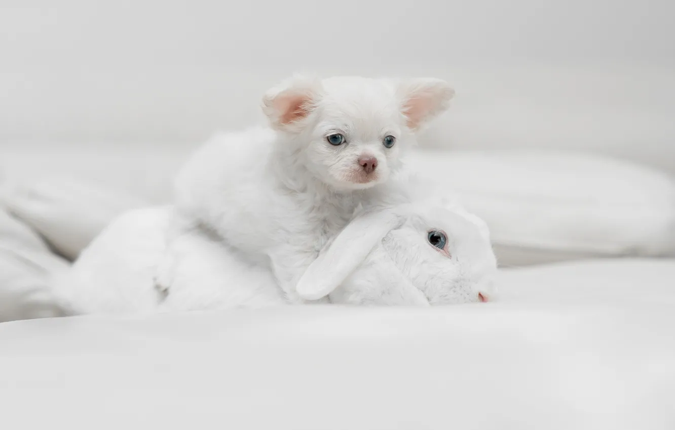 Фото обои кролик, щенок, пёсик, белый кролик