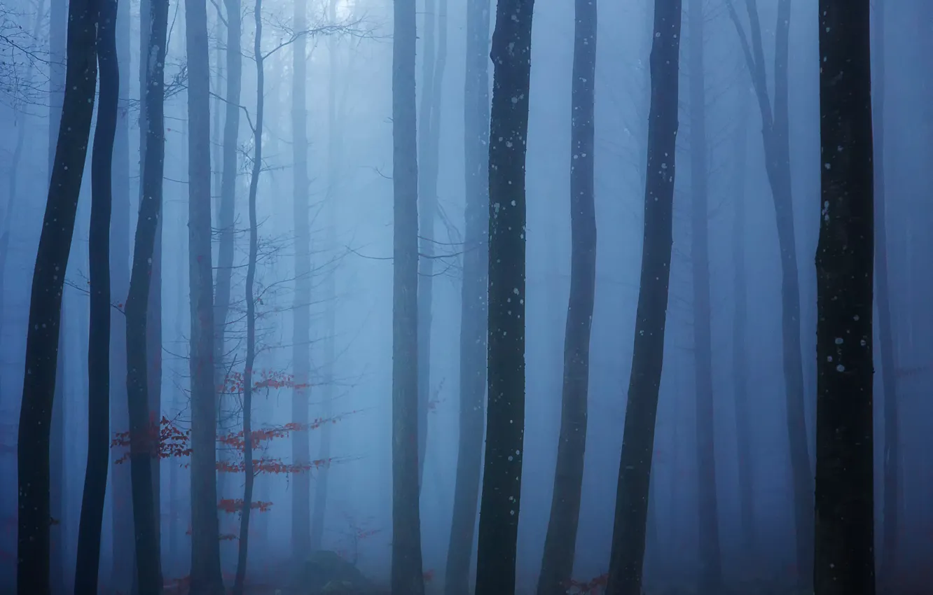 Фото обои лес, деревья, туман, forest, trees, fog, Uschi Hermann