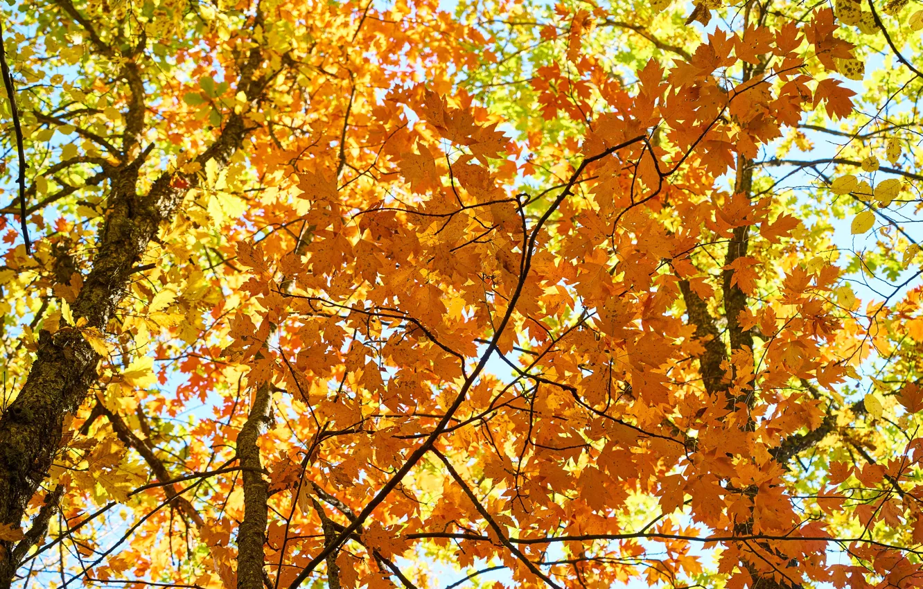 Фото обои осень, листья, colorful, клен, autumn, leaves, осенние, maple