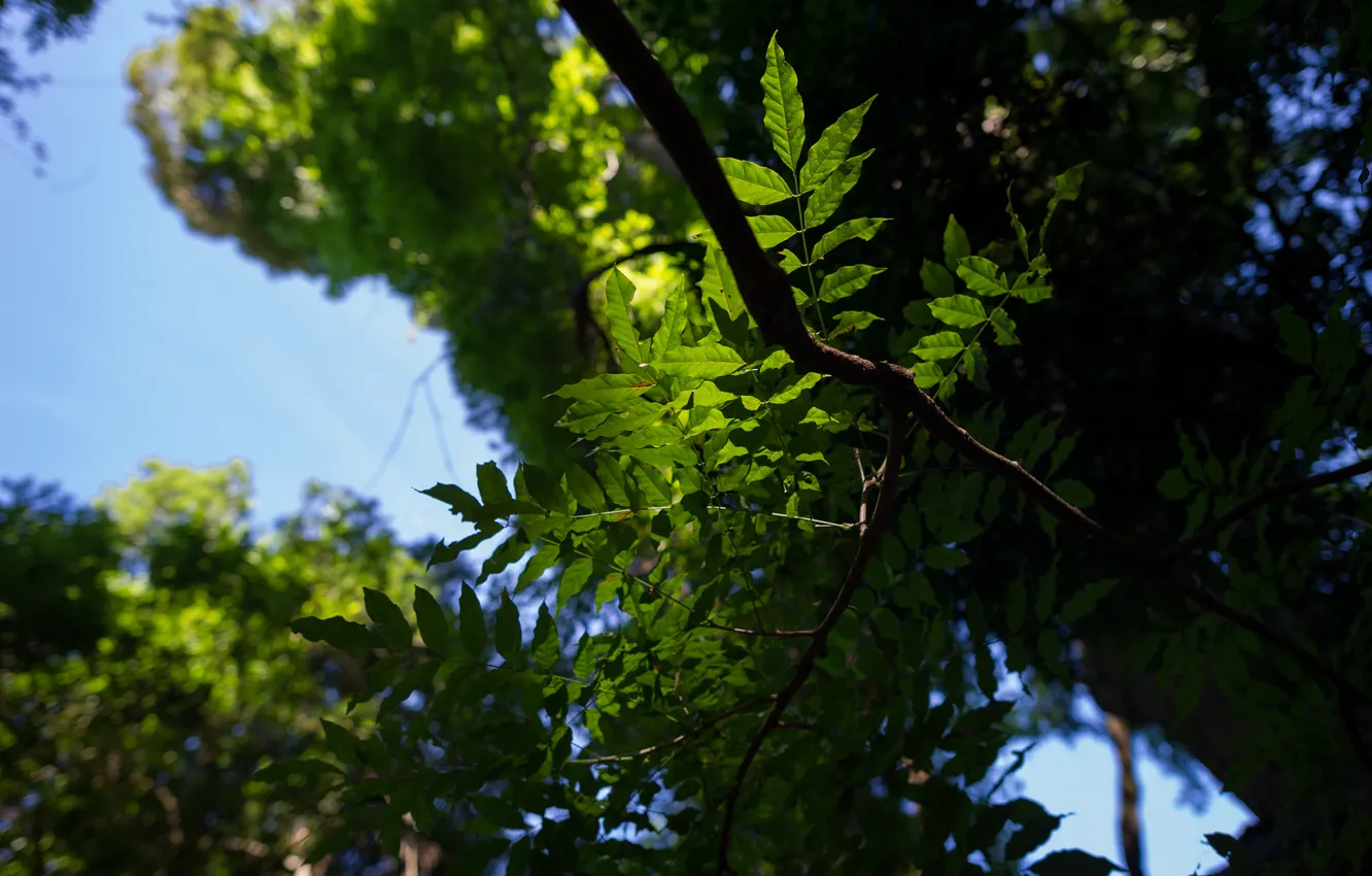 Фото обои небо, листья, макро, деревья, ветки, природа, зеленые