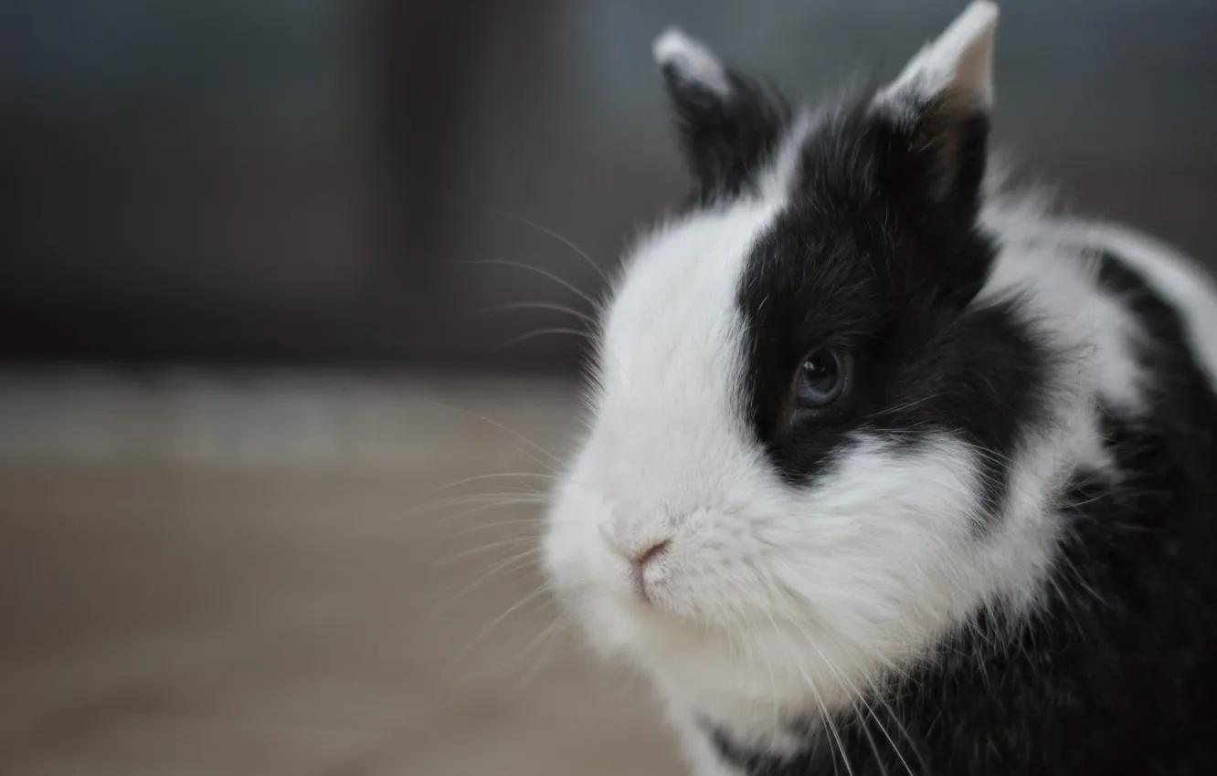 Фото обои взгляд, фон, черно-белый, заяц, портрет, кролик, мордашка, зайчик