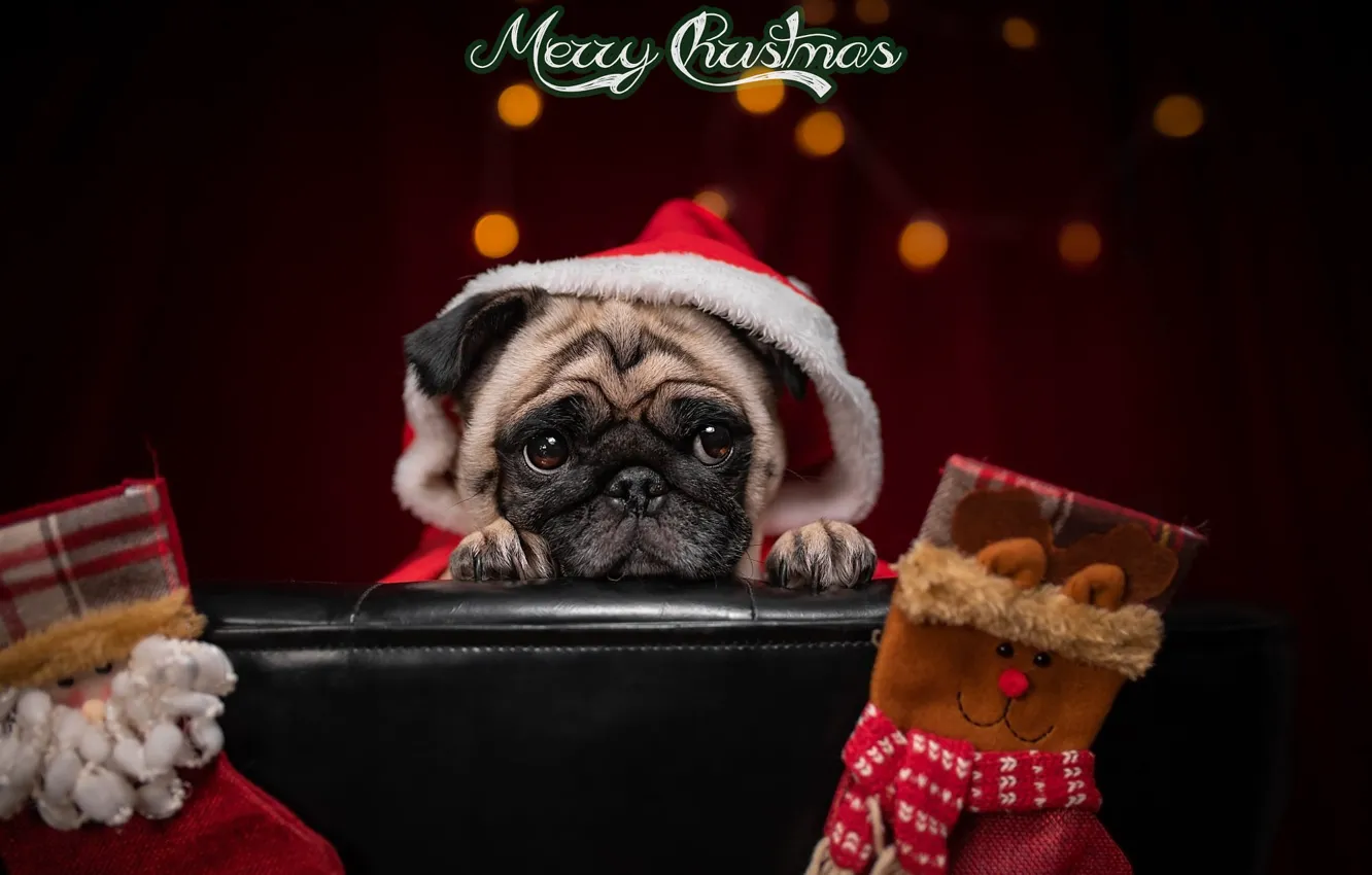Фото обои животное, праздник, рождество, собака, капюшон, мопс, носки, пёс