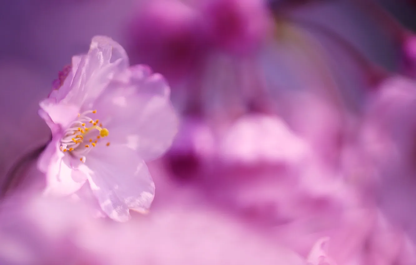 Фото обои цветы, сакура, розовые, первоцвет