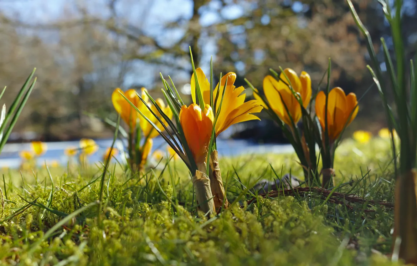 Фото обои фон, весна, боке, жёлтые крокусы