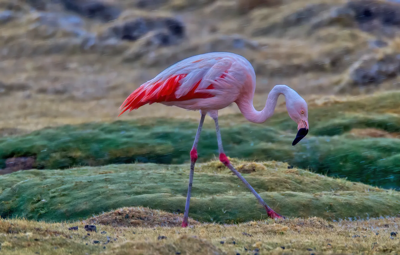 Фото обои поле, природа, поза, дождь, птица, фламинго, размытый фон, розовый фламинго