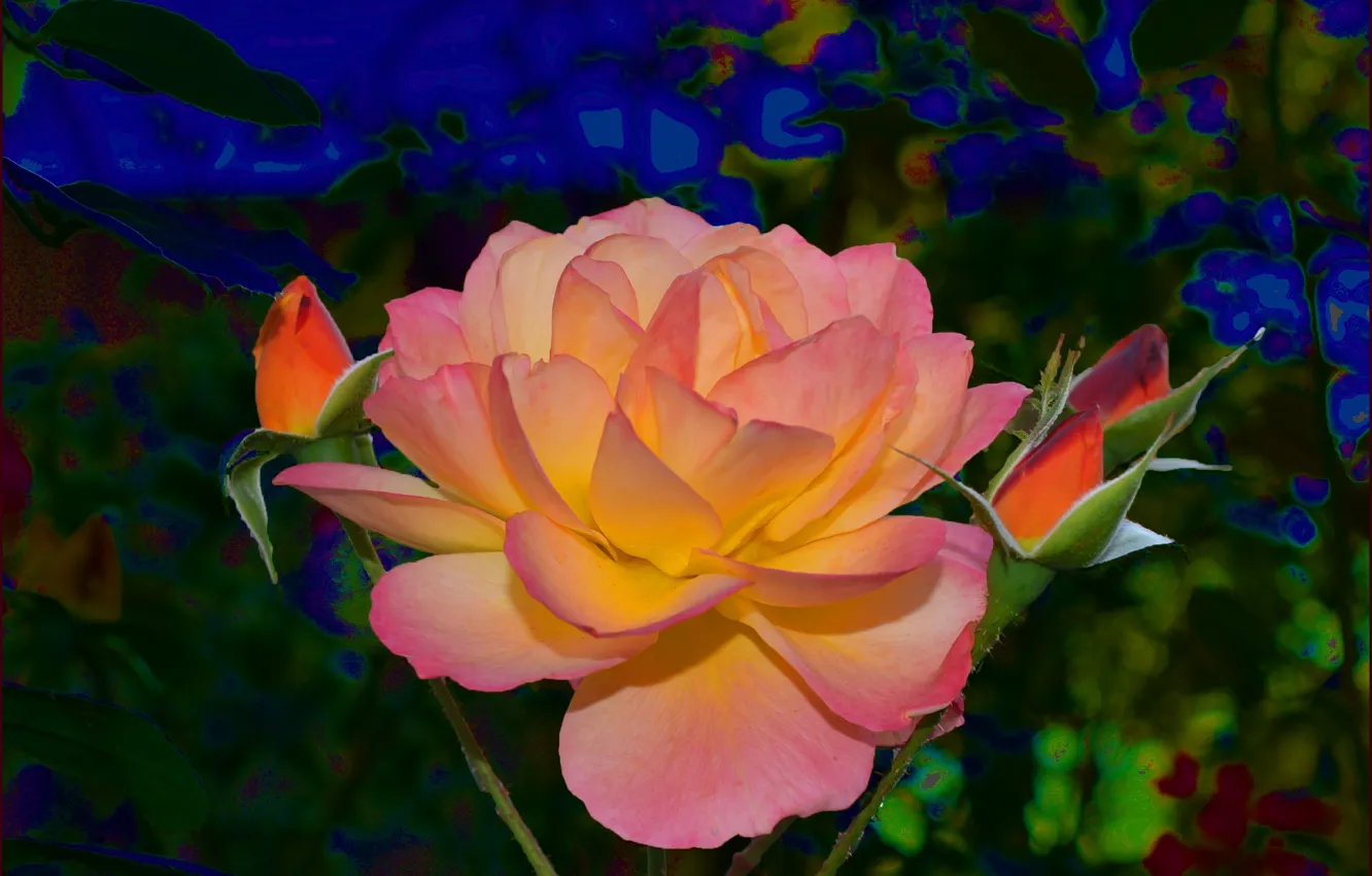 Фото обои розовая, роза, бутоны, жёлтая, Rose, yellow, pink