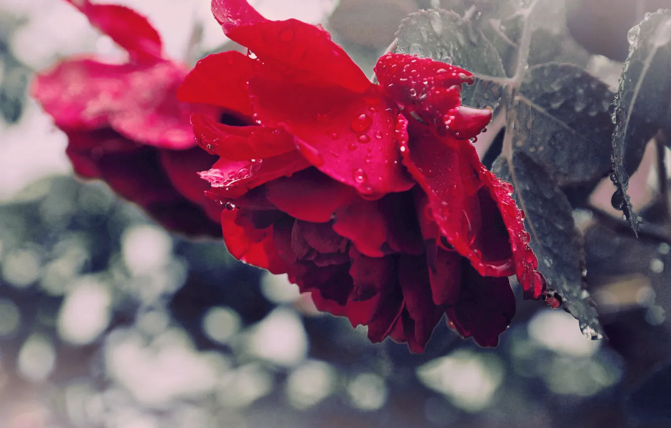 Фото обои макро, роса, дождь, розы