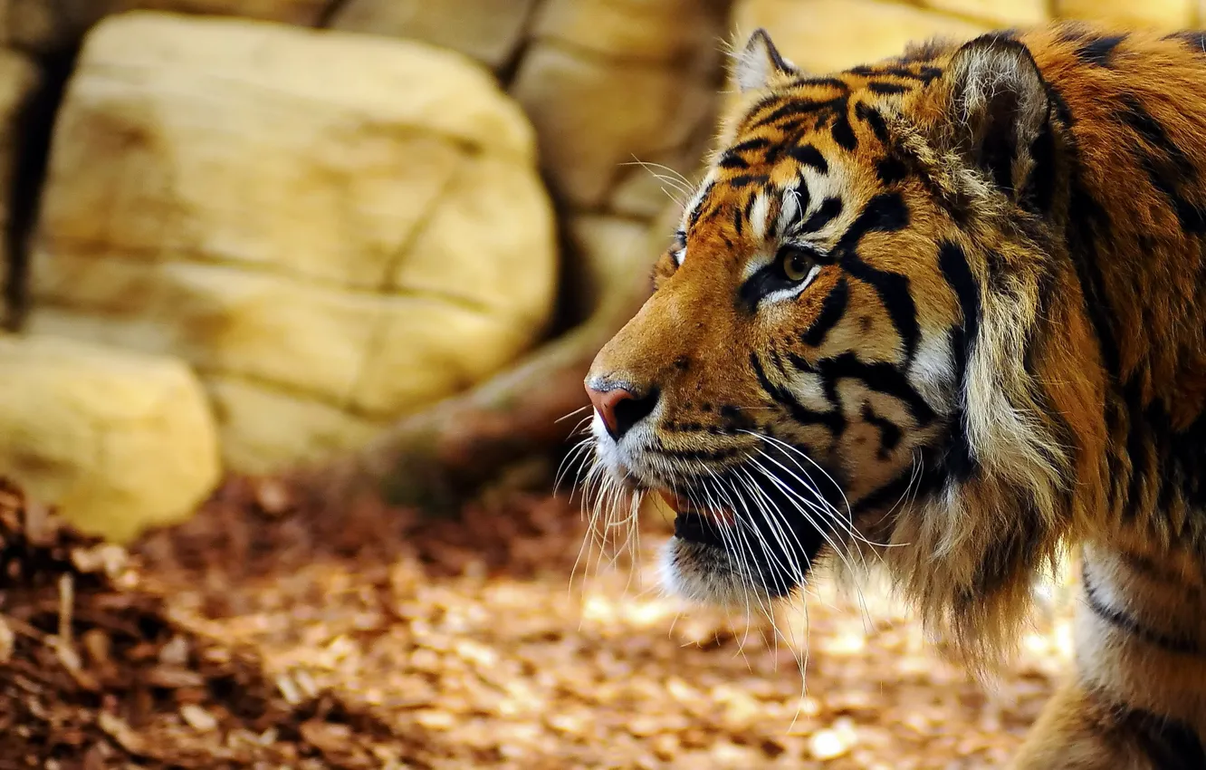 Фото обои взгляд, морда, тигр, хищник, профиль