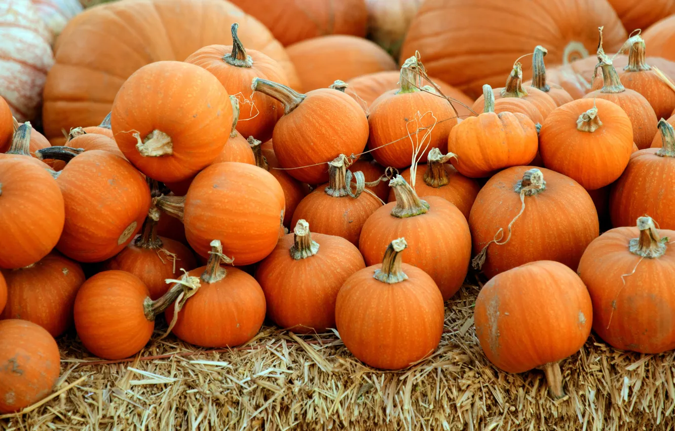Фото обои осень, урожай, тыквы, солома, оранжевые, много, разного размера