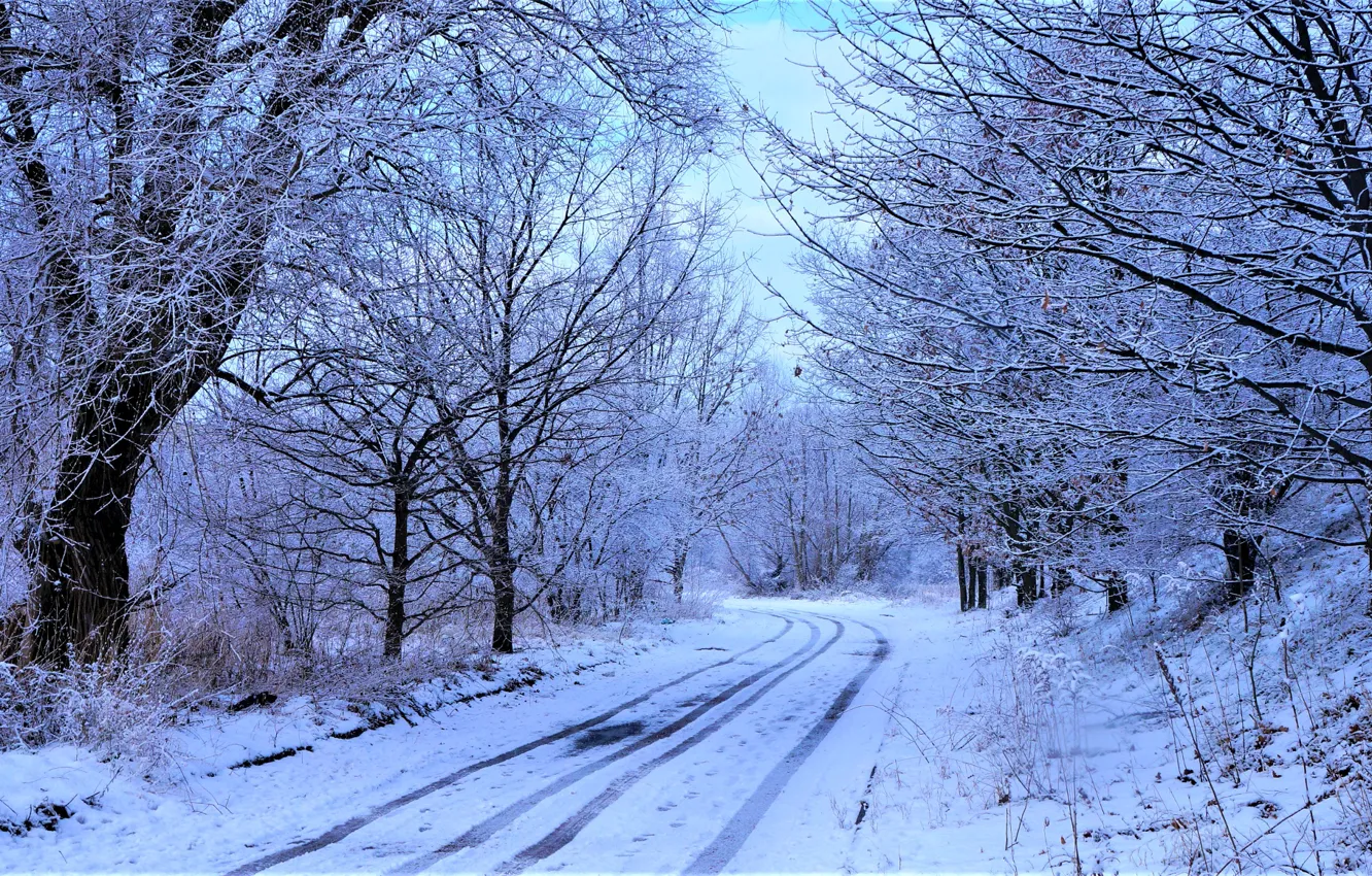 Фото обои forest, winter, snow
