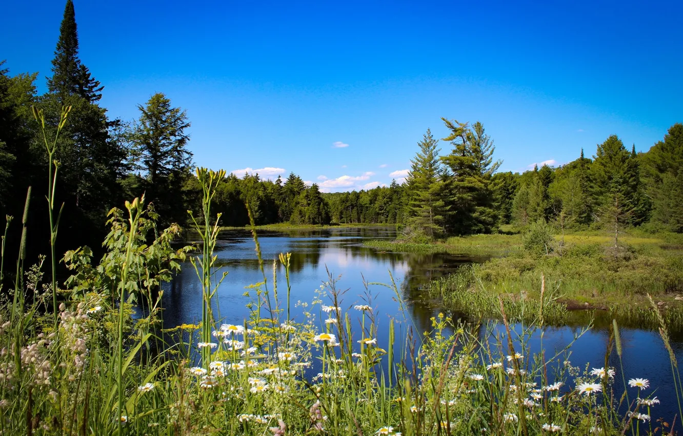 Фото обои зелень, небо, деревья, река