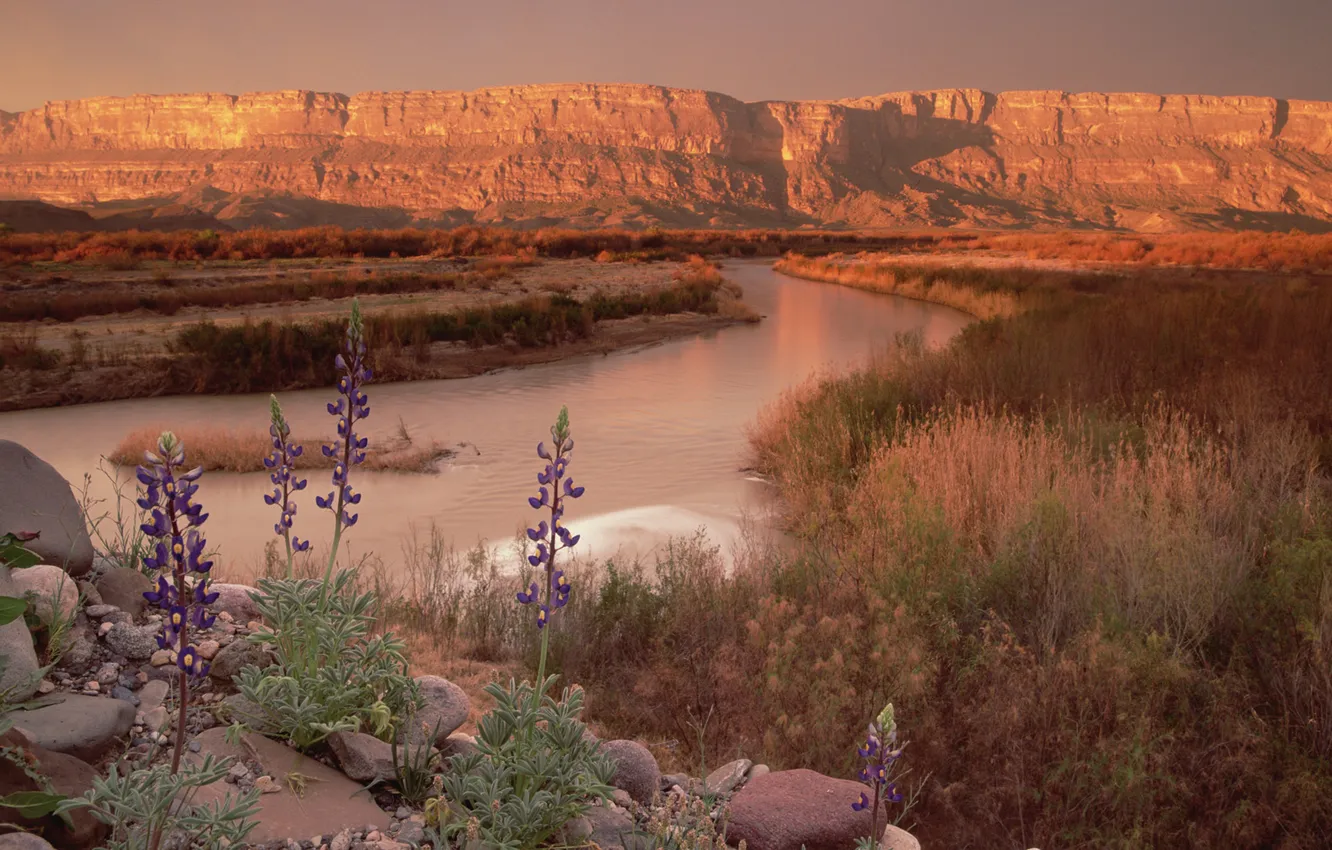 Фото обои закат, цветы, река, камни, скалы, каньон, львиный зев